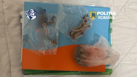 Două persoane, reţinute la Galaţi după ce ar fi adus din Spania canabis şi cocaină prin curier - FOTO