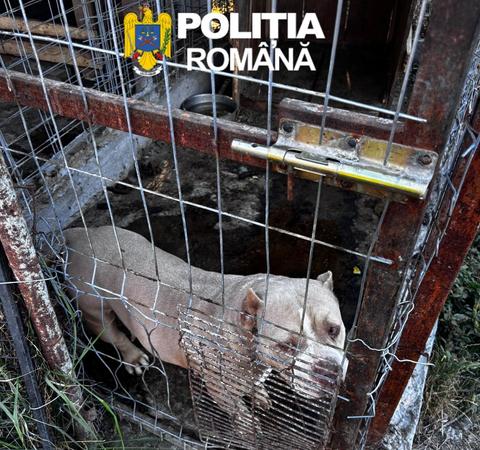 Timiş: Câini periculoşi, cu urechile tăiate, găsiţi de poliţişti la un crescător de animale/ Bărbatul a fost amendat - FOTO