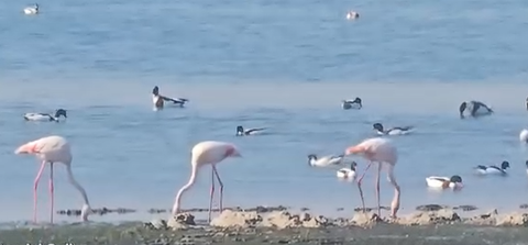 Păsări Flamingo, filmate pe malul lacului Techirghiol. Ornitolog: E doar o chestiune de timp până o să apară ca populaţie rezidentă, cuibăritoare, care să fie observabilă pe tot parcursul anului în România