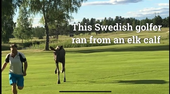 Replica Ambasadei Suediei la Bucureşti după ce preşedintele Iohannis a îndemnat la practicarea golfului - VIDEO