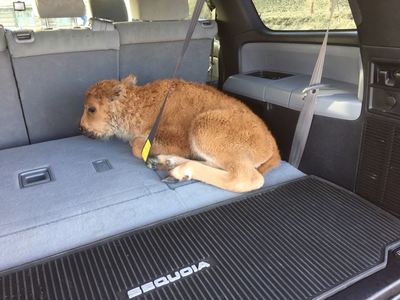 SUA: Turistul care a provocat eutanasierea unui pui de bizon din parcul Yellowstone şi-a recunsocut greşeala