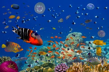 Peste 35% din Marea Barieră de Corali este distrusă ca urmare fenomenului de înălbire - studiu