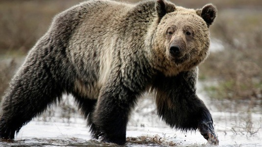 SUA: Un biciclist a fost atacat şi ucis de un urs grizzly într-un parc natural din Montana. VIDEO