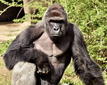 Gorila evadată săptămâna trecută de la London Zoo a băut cinci litri de suc de coacăze concentrat în timpul operaţiunilor de capturare