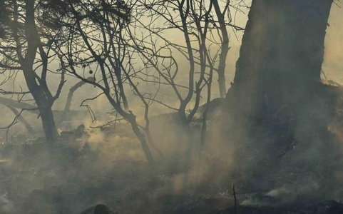 Pompierii luptă cu un incendiu de vegetaţie la nord-est de Atena ce a distrus zeci de case