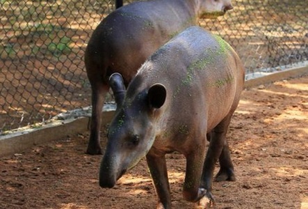 Mai multe animale au fost furate de la o grădină zoologică din Venezuela, poliţia crede că hoţii au vrut să le mânânce