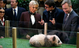 Brigitte Macron botează puiul de panda născut în Franţa, un gest diplomatic