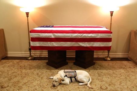 Labradorul lui George HW Bush, omagiu fostului preşedinte american