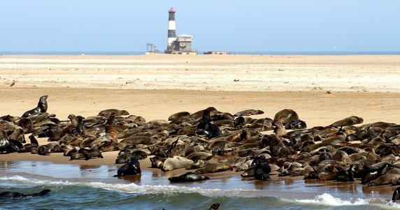 Mii de pui de focă au murit pe o coastă a Namibiei