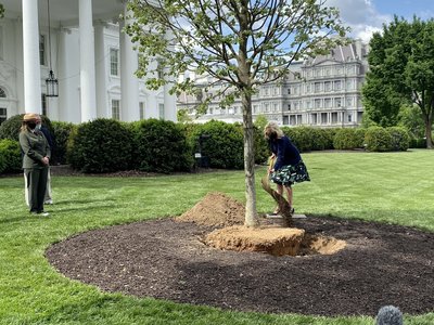 SUA: Jill Biden a plantat un tei la Casa Albă şi se pregăteşte pentru venirea unei pisici