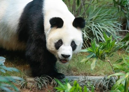 Cel mai bătrân mascul panda din lume în captivitate a murit la vârsta de 35 de ani, echivalentul vârstei unui om de 105 ani 