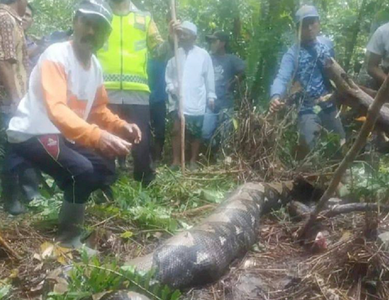 Corpul unei femei, găsit în stomacul unui piton uriaş de şapte metri lungime, în vestul Indoneziei