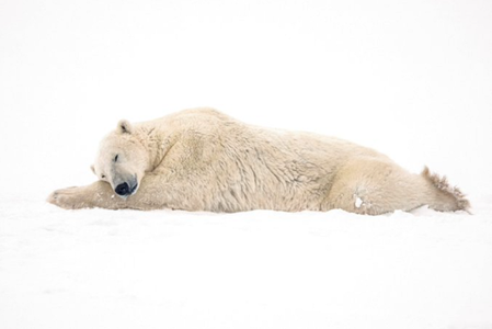 Urşii polari din nordul Canadei dispar rapid, trage un semnal de alarmă un studiu guvernamental