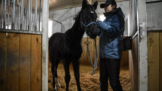 Beijingul prezintă primul cal clonat chinez, Zhuang Zhuang, care deschide un nou viitor sporturilor ecvestre. El este clona unui cal importat din Germania