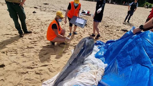 Australia: Două plaje din Sydney, închise după ce un delfin a fost atacat de rechini
