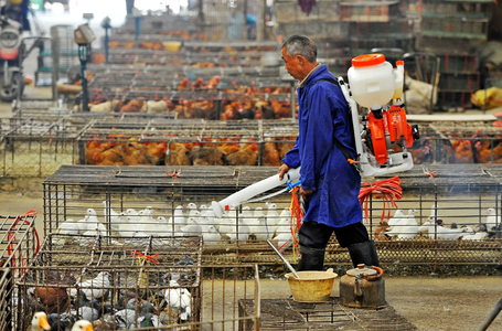 OMS anunţă un prim deces în China din cauza gripei aviare H3N8, un virus apărut prima oară pe continentul nord-american
