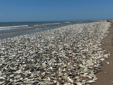 Zeci de mii de peşti eşuează pe o plajă în Texas