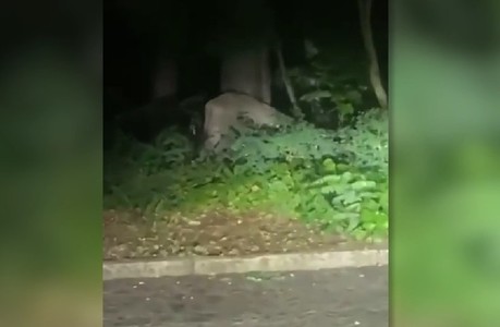 Poliţia din Berlin caută un leu care umblă liber. Nu se ştie de unde provine, dar populaţia a fost avertizată să stea în casă
