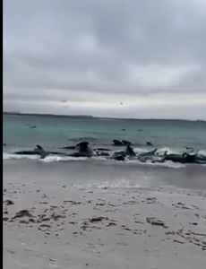 51 de balene, moarte după ce au eşuat pe o plajă în Australia de Vest
