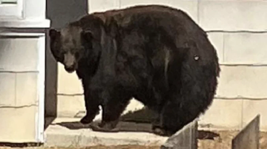 O ursoaică impozantă, de 180 de kilograme, Hank The Tank, trimisă la ”reabilitare” după ce a dat zeci de spargeri în locuinţe, timp de peste un an, în zona Lacului Tahoe