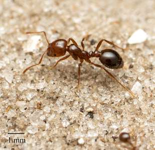 Colonii de furnici roşii de foc au fost descoperite în Italia şi s-ar putea răspândi în toată Europa odată cu încălzirea climei, potrivit unui studiu. Este una dintre cele mai distructive specii invazive