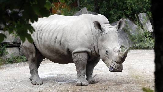 O îngrijitoare de la grădina zoologică din Salzburg a fost atacată şi ucisă de un rinocer, iar un alt coleg a fost grav rănit