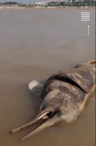 Peste 100 de delfini morţi în Amazonul brazilian din cauza creşterii temperaturii apei
