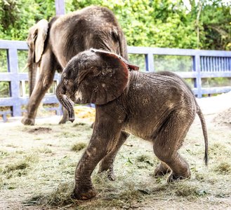 Un pui de elefant african s-a născut pentru prima oară în ultimii şapte ani la Disney's Animal Kingdom din Florida. Micul elefant a primit numele Corra 