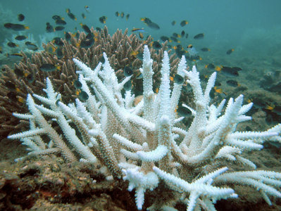 Marea Barieră de Corali - Un nou fenomen de albire în masă afectează situl din Patrimoniul Universal