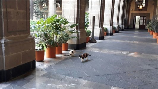 Hrană şi îngrijiri pe viaţă pentru 19 pisici de la palatul prezidenţial din Mexic, devenite “active fixe vii”. Sunt primele animale care primesc acest statut