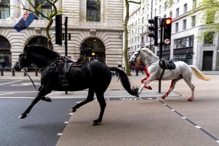 Alarmă în centrul Londrei. Mai mulţi cai din cavaleria regală au scăpat liberi pe stradă, o persoană a fost rănită - VIDEO