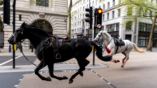 Doi dintre cei cinci cai scăpaţi pe străzi în centrul Londrei, Vida şi Quaker, în stare gravă, anunţă Guvernul. 