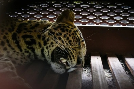 Un leopard, prins într-un hotel, în Indonezia