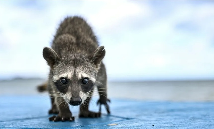 Raton găsit în comă alcoolică după ce a devastat un magazin de băuturi în SUA