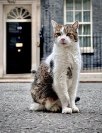 Motanul Larry împlineşte 15 ani în Downing Street 10