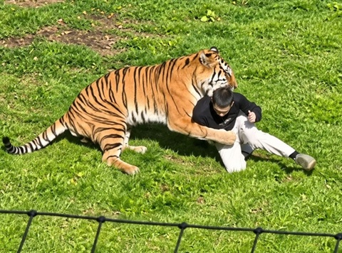 Trump postează o înregistrare video în care un bărbat a fost ucis în weekend de un tigru într-o grădină zoologică britanică şi îndeamnă ”nu vă jucaţi niciodată cu natura!”. El răspunde apoi indignării create cu un clip AI în care se joacă cu un tigru