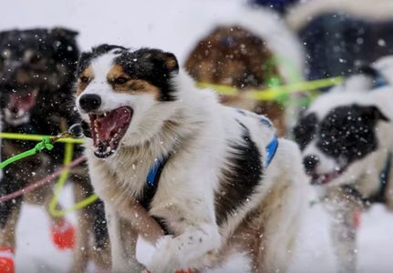 Agresiune gravă la cursa Iditarod 2016: două echipaje au fost atacate; un câine a fost ucis, alţii au fost răniţi. VIDEO