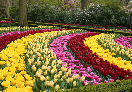 Keukenhof, cea mai mare grădină de flori din lume, se deschide joi, într-o ediţie dedicată Epocii de Aur olandeze