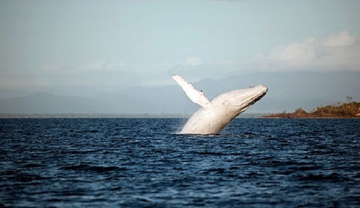 Migaloo, un celebru mascul alb de balenă cu cocoaşă, fotografiat în golful localităţii australiene Byron Bay
