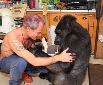 Koko, o gorilă care a învăţat limbajul semnelor, a ”cântat” la chitara basistului trupei Red Hot Chili Peppers. VIDEO