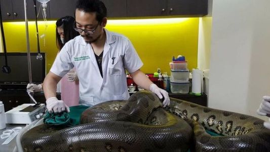 Un anaconda de 52 de kilograme a fost operat cu succes pentru îndepărtarea unei tumori uriaşe. FOTO