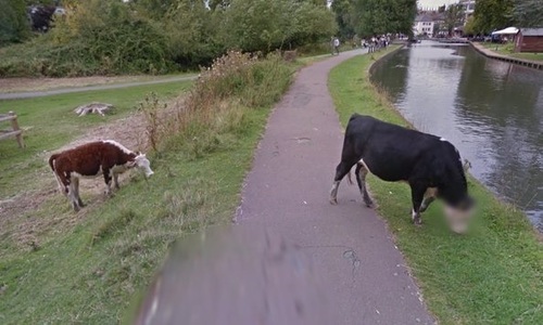 Google Street View a estompat într-o fotografie online ”chipul” unei vaci din Cambridge