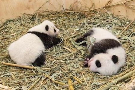 Grădina Zoologică din Viena cere ajutorul publicului pentru a alege numele unui pui de panda uriaş