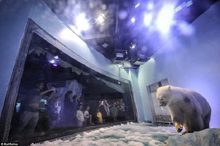 Pizza, supranumit ”cel mai trist urs polar din lume”, mutat temporar dintr-un mall chinezesc