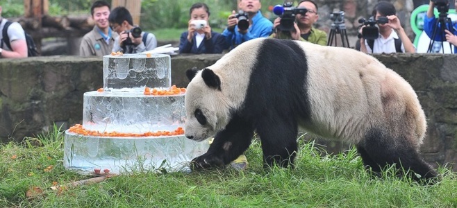 Pan Pan, cel mai vârstnic urs panda din lume, a murit la 31 de ani