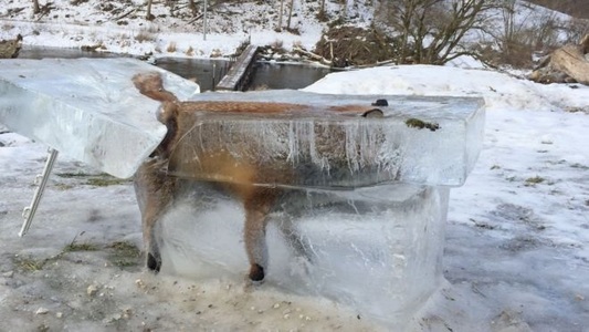 O vulpe congelată într-un bloc de gheaţă, după ce a căzut în Dunăre, expusă de un vânător din Germania