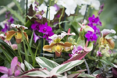 Festivalul Orhideelor din Londra debutează sâmbătă cu o ediţie dedicată exuberanţei florale din India. VIDEO