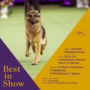 Rumor, o femelă de ciobănesc german, a câştigat principalul trofeu atribuit la concursul chinologic Westminster Kennel Club Dog Show