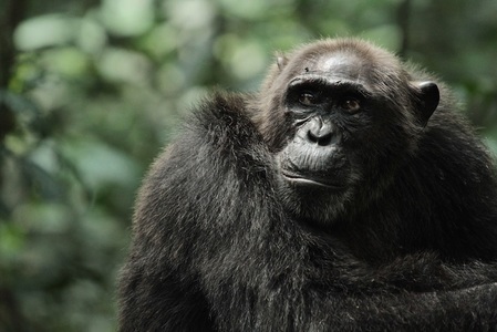 Un documentar despre un grup de cimpanzei din Uganda, filmat pe parcursul a 23 de ani, difuzat de Discovery Channel