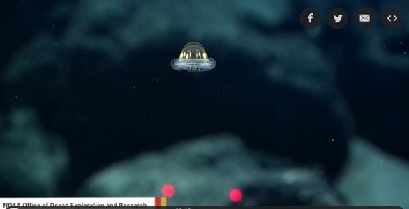 O meduză care seamănă cu un OZN, filmată de cercetătorii de la NOAA. VIDEO